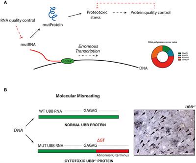 Commentary: The landscape of transcription errors in eukaryotic cells